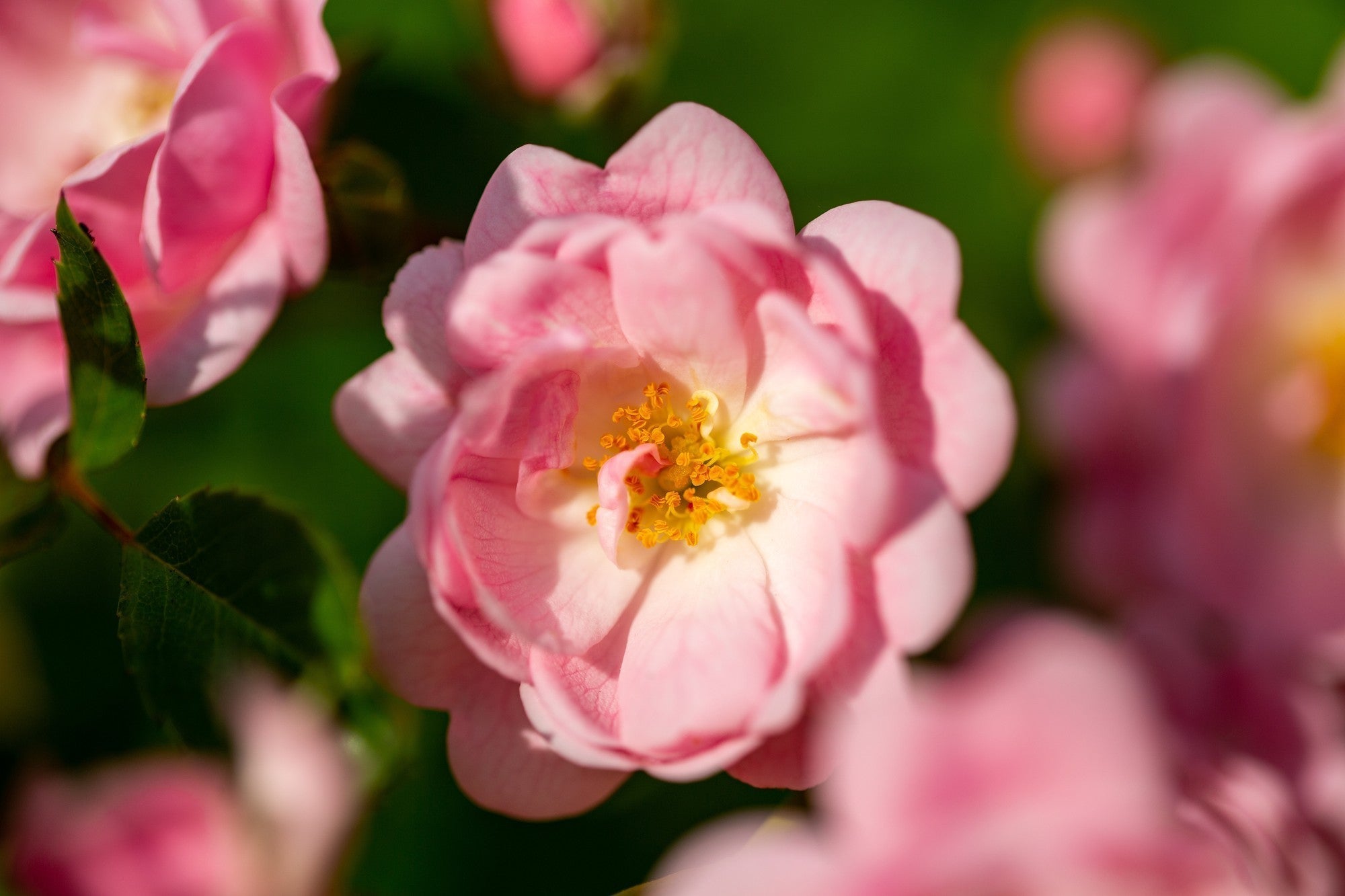 La rose de Damas