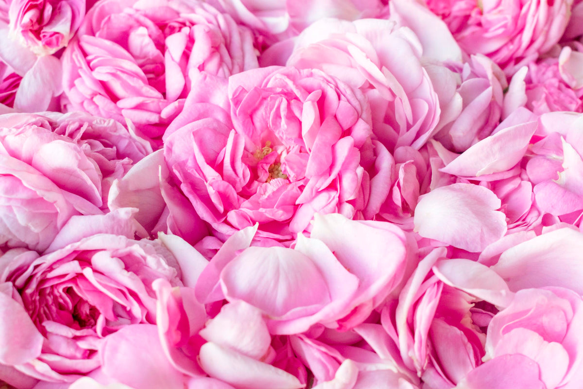 Rose de Damas